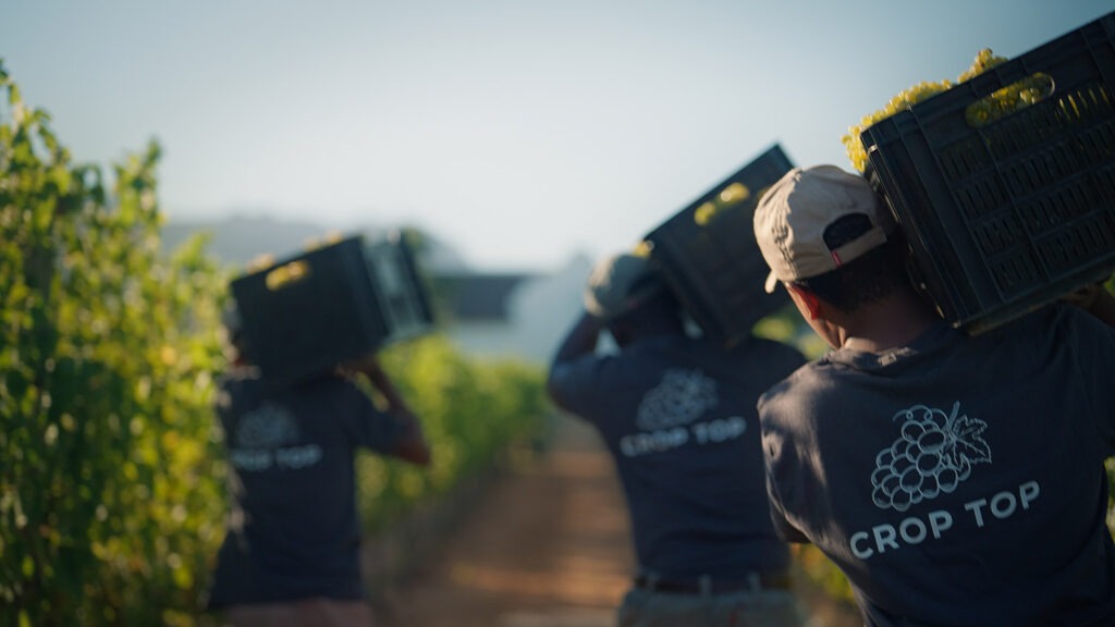 Brookdale Estate Harvest 2022 vineyard team picking grapes