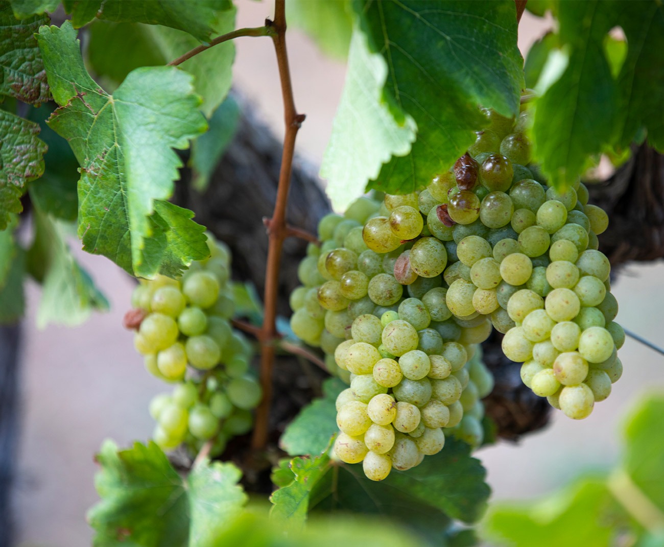 Old Vines of Chenin Blanc at Brookdale Estate with grapes