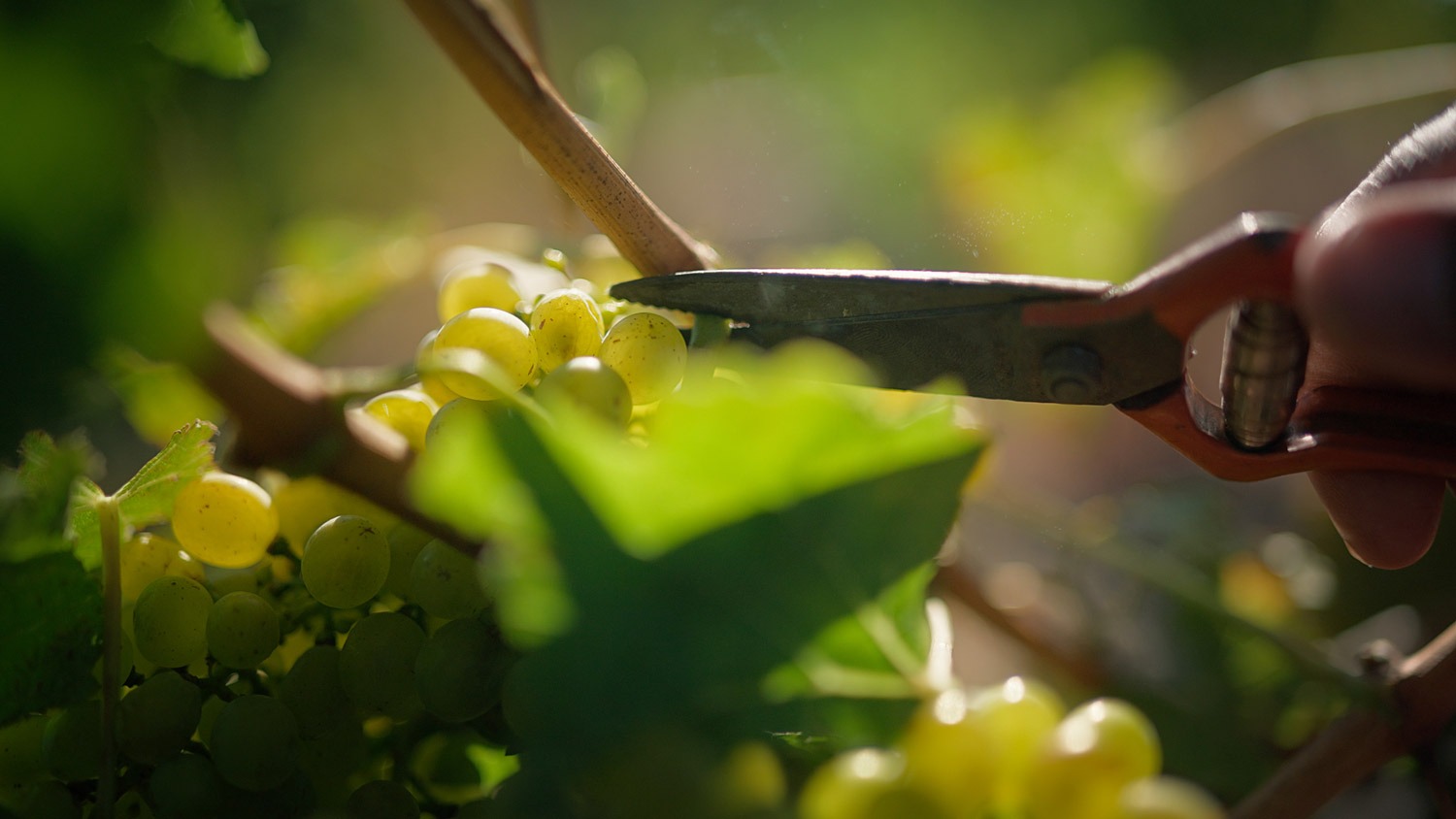 Brookdale Estate harvesting by hand in Paarl