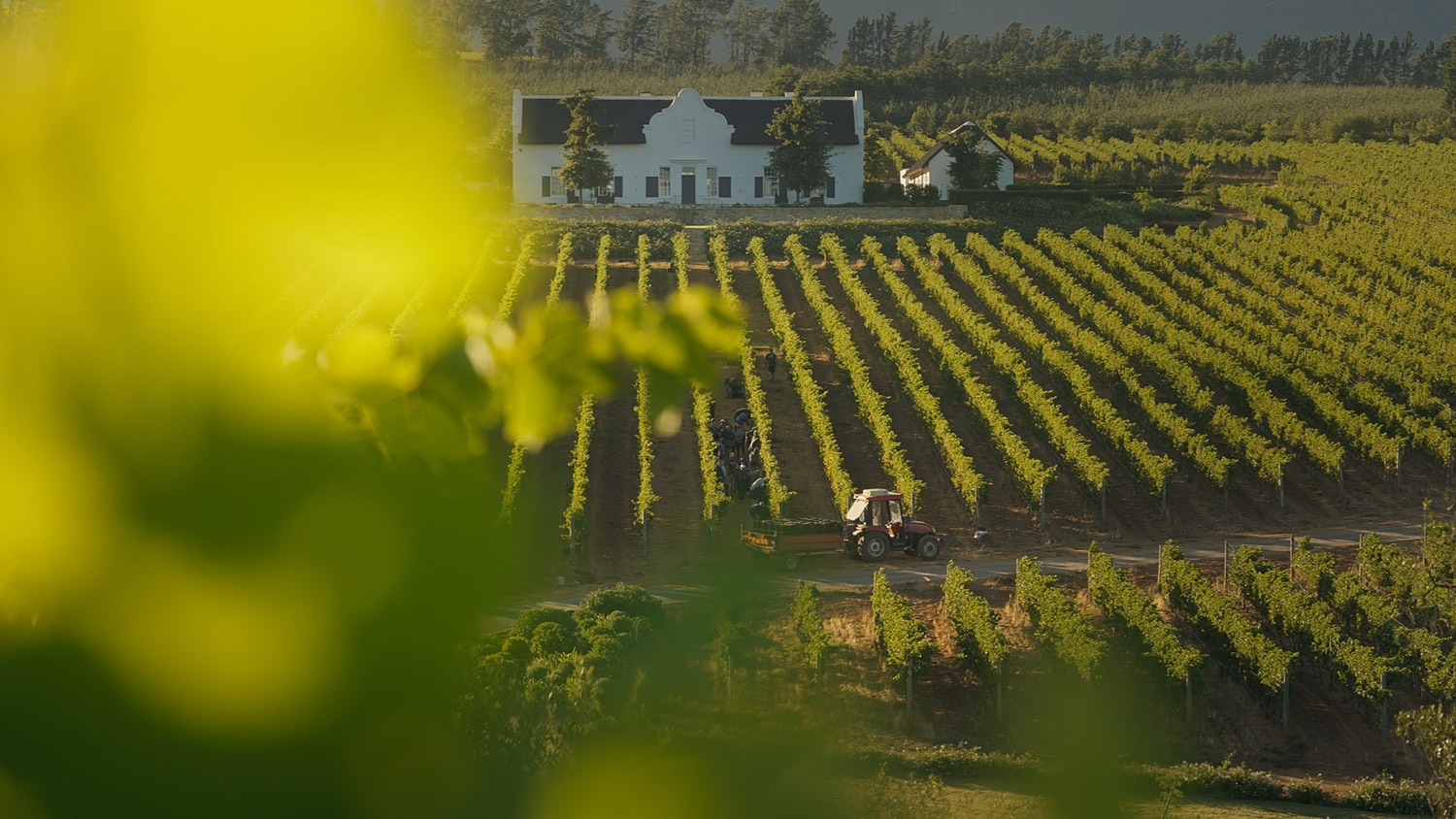 A harvest scene with a tractor amidst the vines at Brookdale Estate