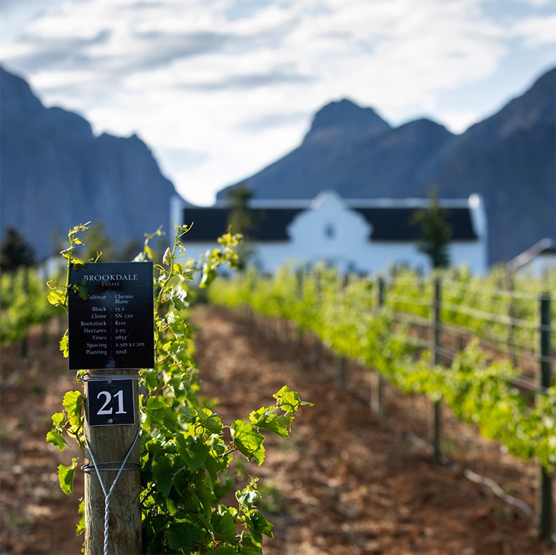 Brookdale Estate vineyards with the Manor House in the distance