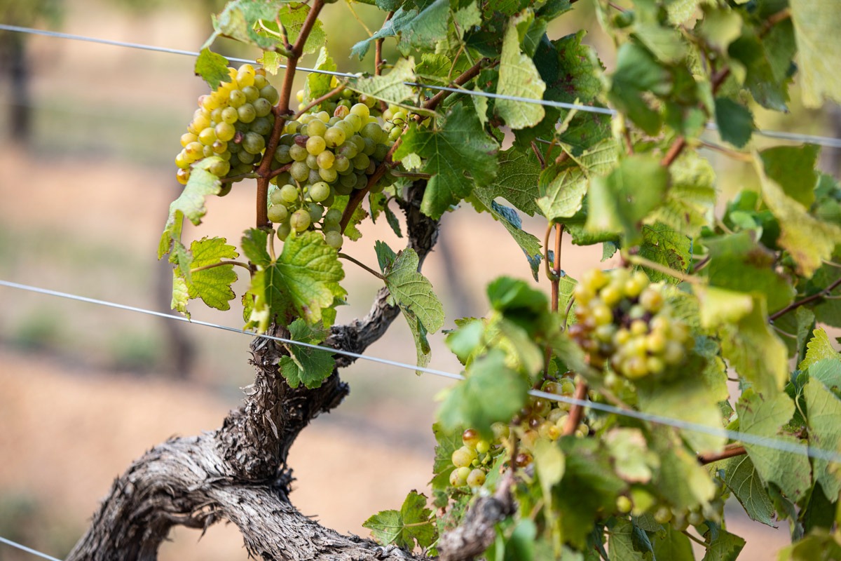 Brookdale Estate Vineyard Chenin Blanc Block