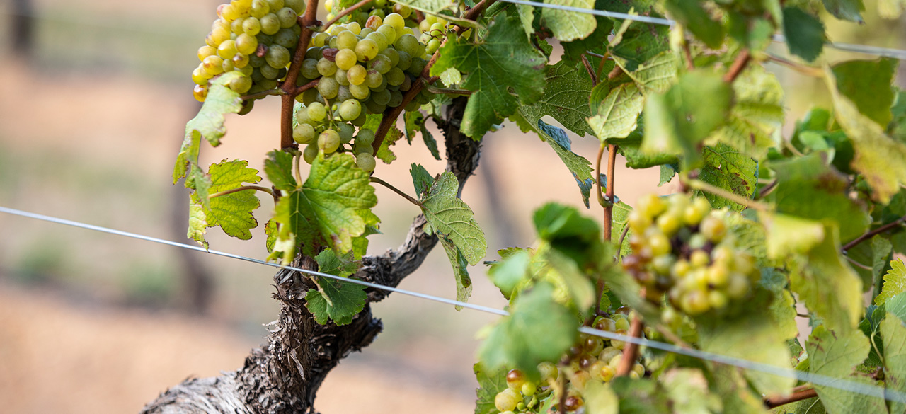 Old vines of Chenin Blanc at Brookdale Estate