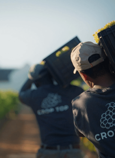 Brookdale Estate Harvest 2022 vineyard team picking grapes